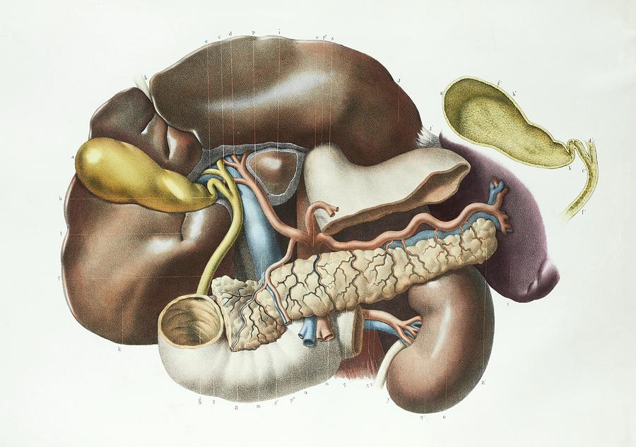 Human Body Photograph - Abdominal Anatomy #9 by Science Photo Library