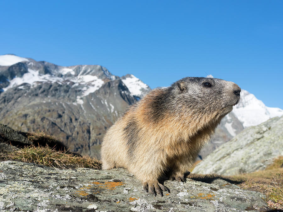 marmot astralplane