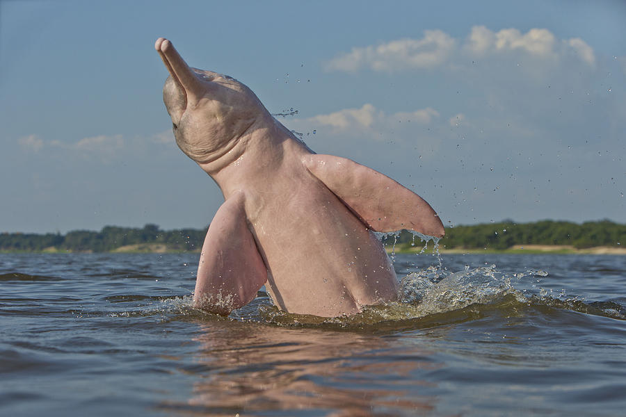 Amazon River Dolphin #9 Photograph by M. Watson