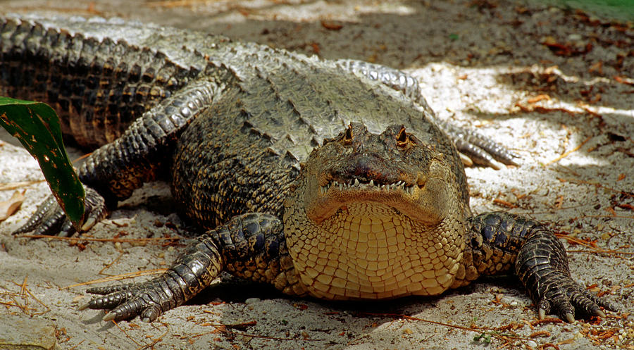 American Alligator Alligator #9 Photograph by Millard H. Sharp