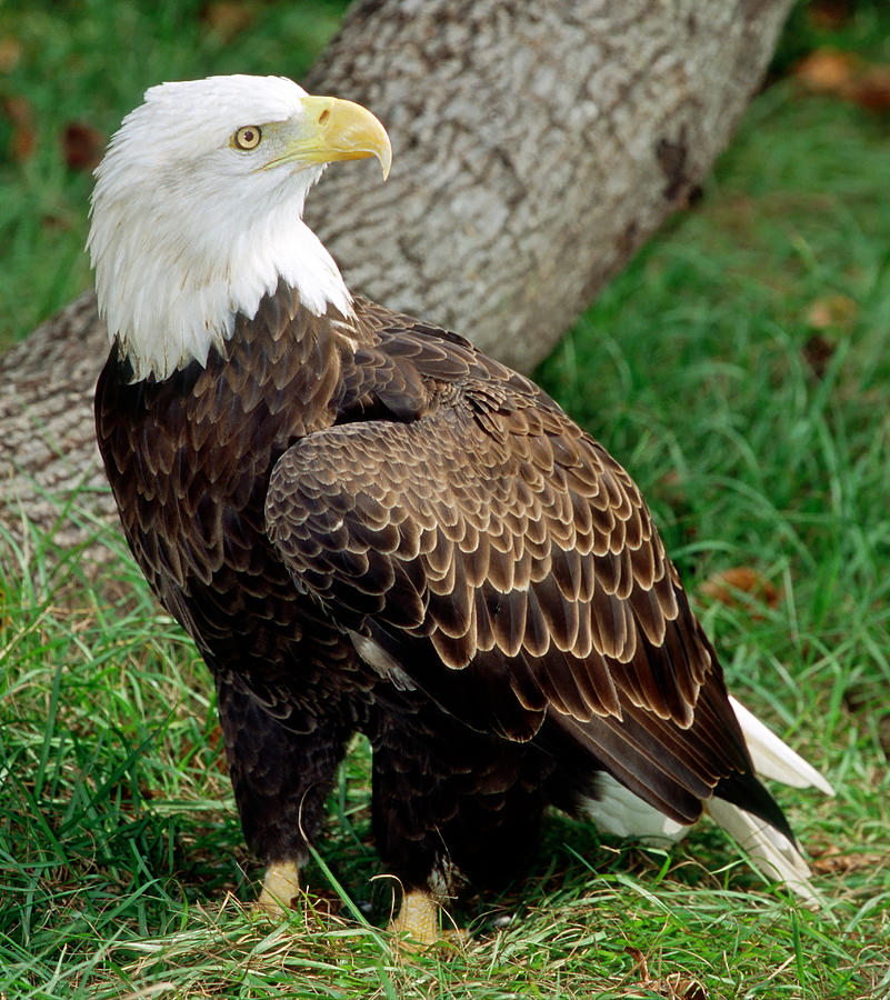 American Bald Eagle #9 Photograph by Millard H. Sharp