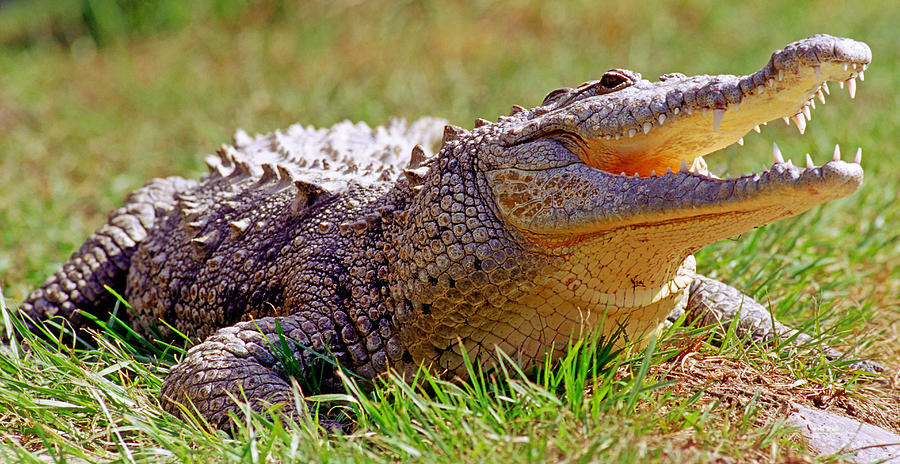American Crocodile #9 Photograph by Millard H. Sharp