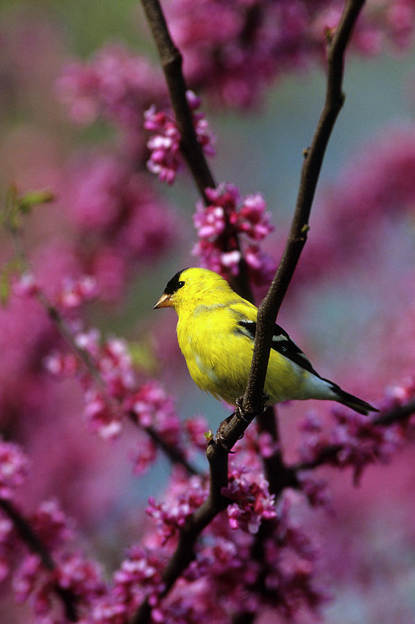 American Goldfinch Photograph - American Goldfinch (carduelis Tristis by Richard and Susan Day American Goldfinch Photograph - American Goldfinch (carduelis Tristis by Richard and Susan Day