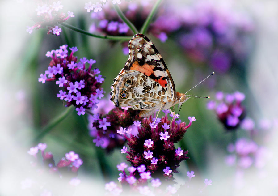 American Painted Lady Butterfly Photograph