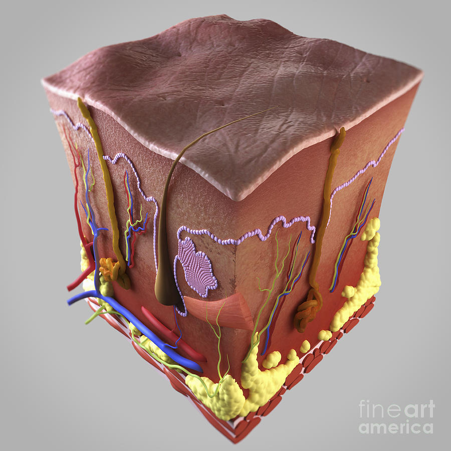 Anatomy Of Human Skin Photograph by Science Picture Co - Fine Art America