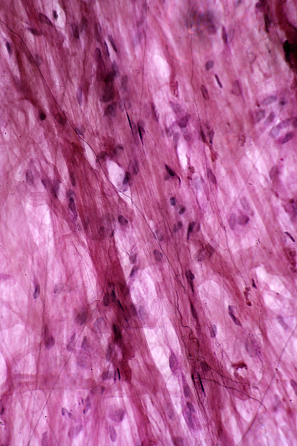 areolar connective tissue slide