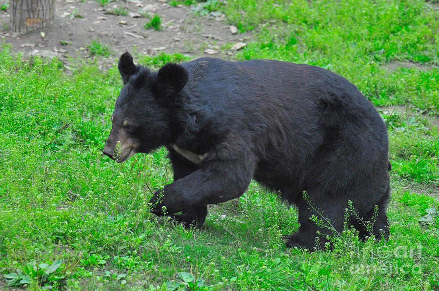 Asian Black Bear #9 Photograph by Mark Newman
