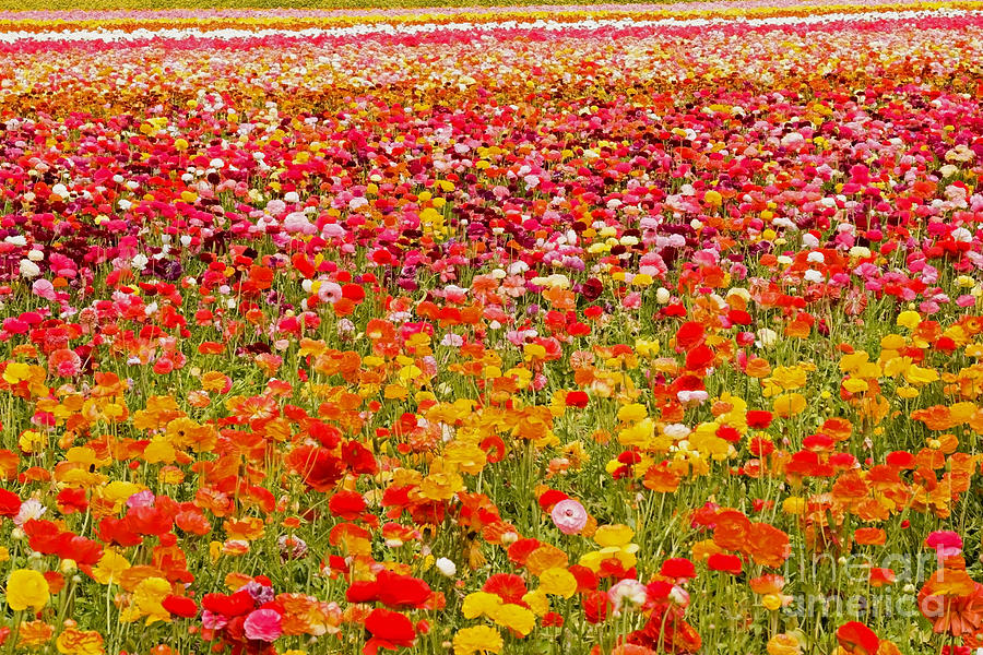 Asiatic Ranunculus Flowers Photograph by ELITE IMAGE photography By ...