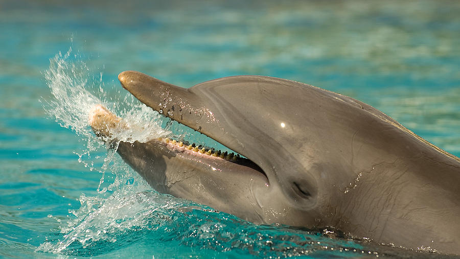 Atlantic Bottlenose Dolphin #9 Photograph by Millard H. Sharp