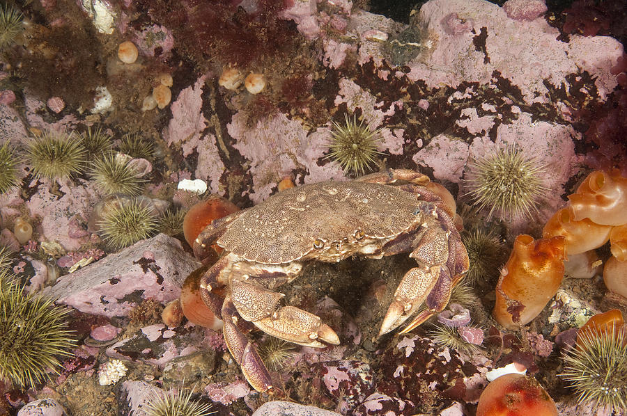 Atlantic Rock Crab #9 Photograph by Andrew J. Martinez