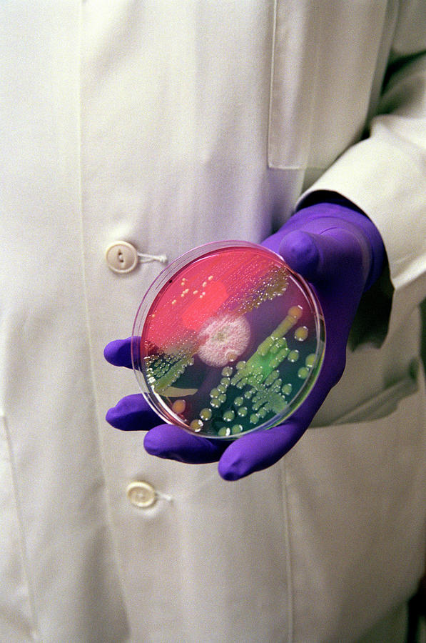 Bacteria Research #9 Photograph by Sotiris Zafeiris/science Photo Library