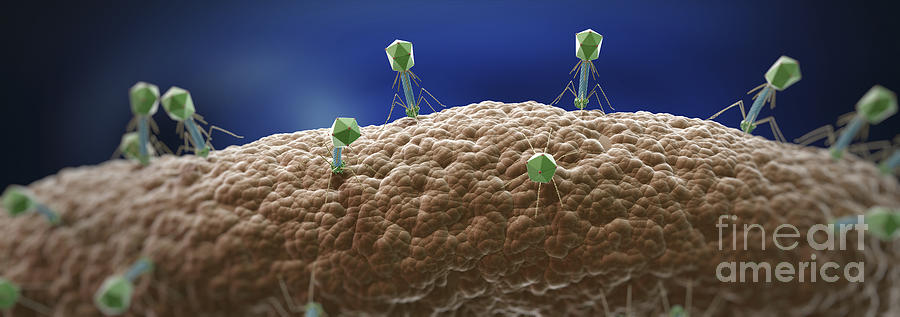Bacteriophages #9 Photograph by Science Picture Co