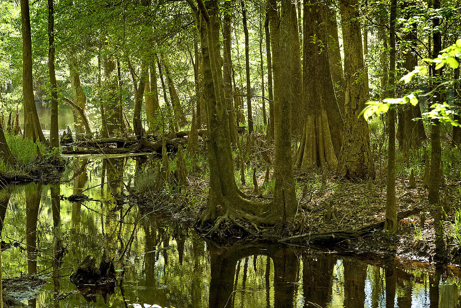 Bald Cypress Swamp #9 Photograph by Kenneth Murray
