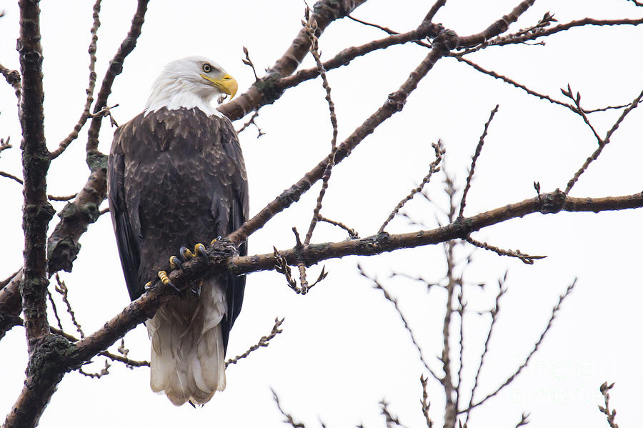 Eagle Photograph - Bald Eagle in Burlington Iowa #9 by Twenty Two North Photography