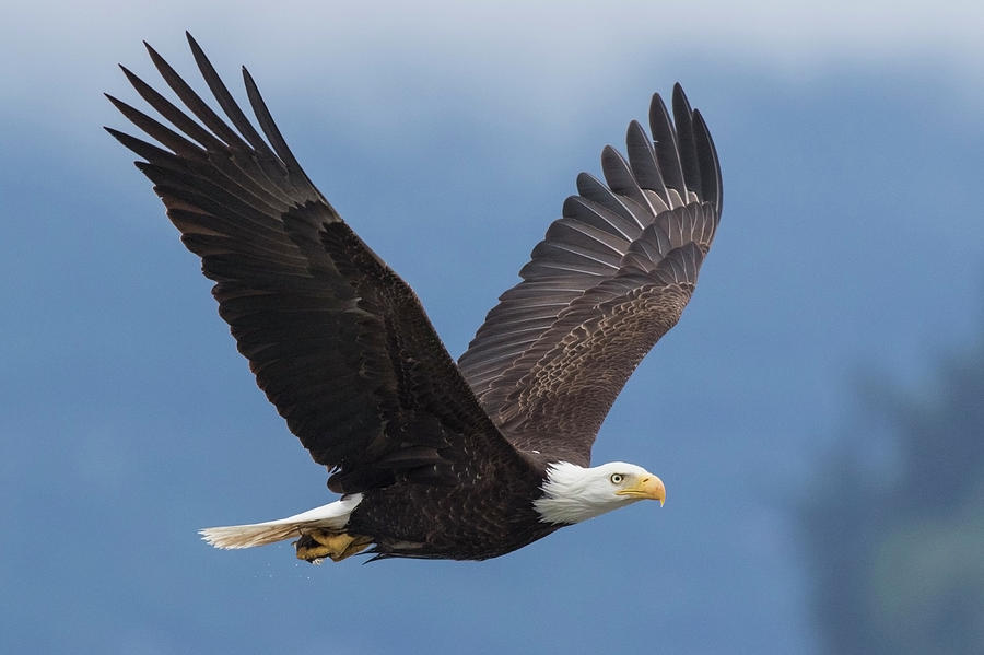Bald Eagle #9 Photograph by Ken Archer