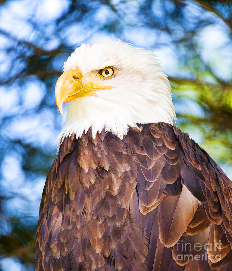 Bald Eagle #9 Photograph by Les Palenik