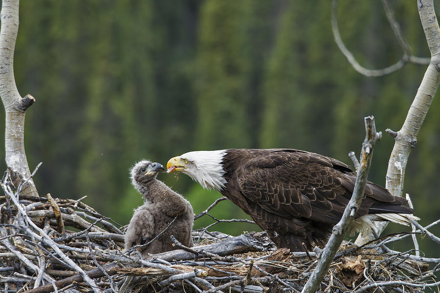 Bald Eagle Nesting Photograph By Mark Newman Pixels 9730