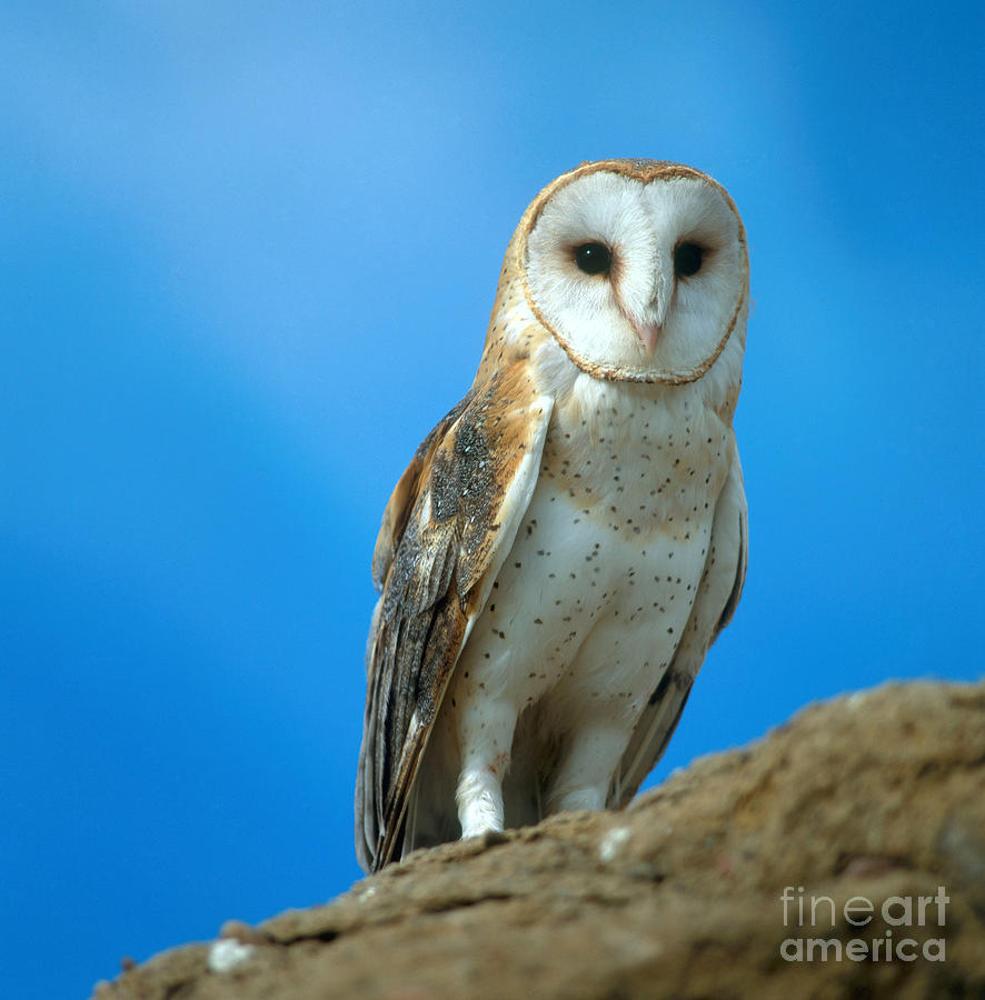 Barn Owl #3 Photograph by Hans Reinhard