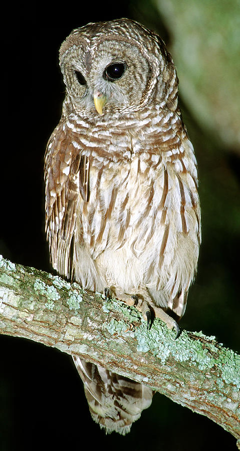 Barred Owl Photograph by Millard H. Sharp