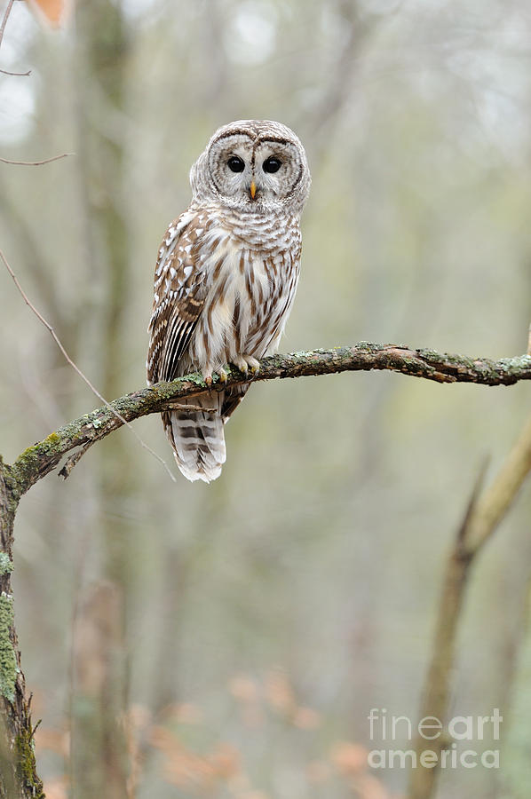 Barred Owl #9 Photograph by Scott Linstead