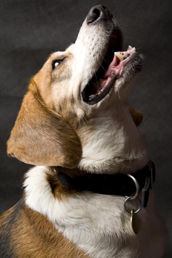 Beagle Photograph - Beagle #9 by Gary Marx