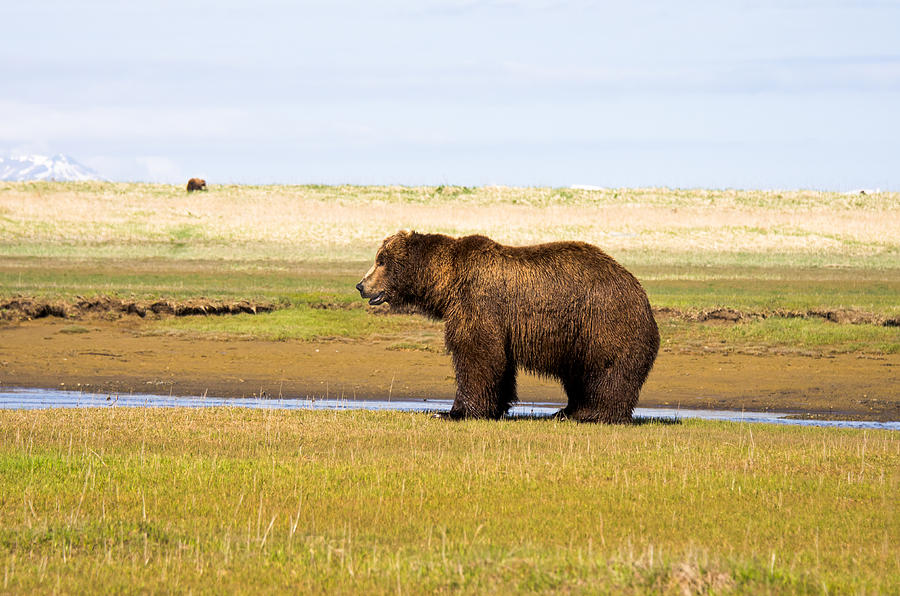 Bear in Hallo Bay in Katmai National Park Alaska #9 Photograph by Natasha Bishop