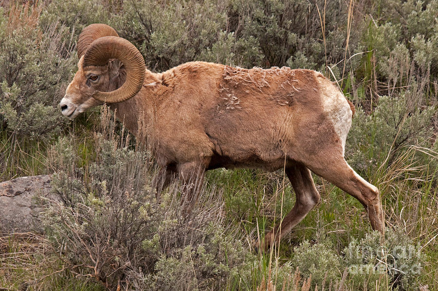 Big Horn Sheep Ram #9 Photograph by Fred Stearns