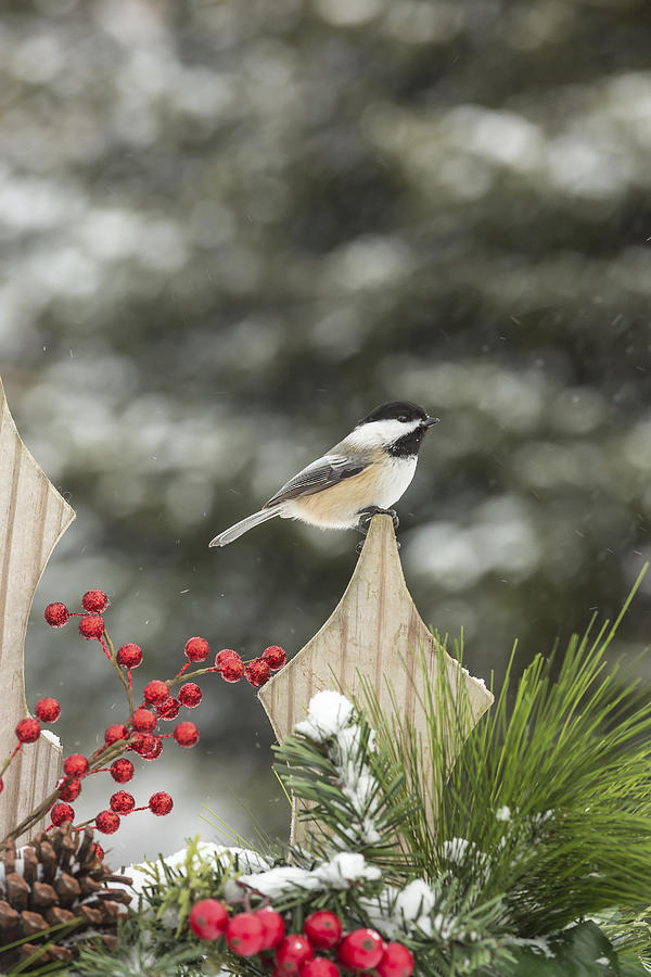 Black-capped Chickadee #9 Photograph by Linda Arndt