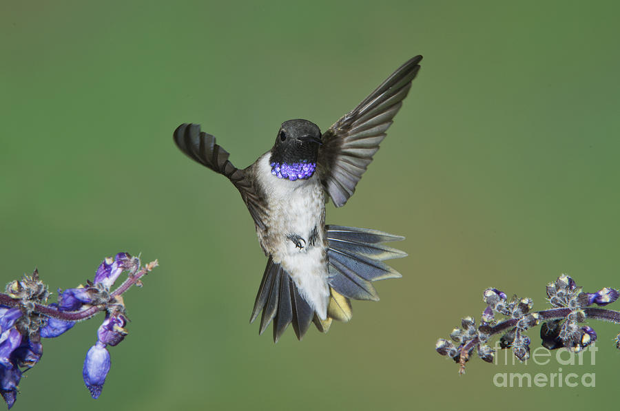 Black-chinned Hummingbird #9 Photograph by Anthony Mercieca