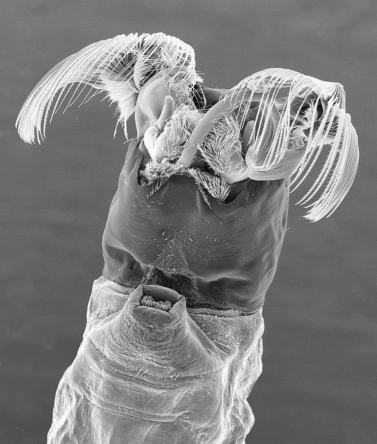 Buffalo Photograph - Black Fly Larva #9 by Dennis Kunkel Microscopy/science Photo Library