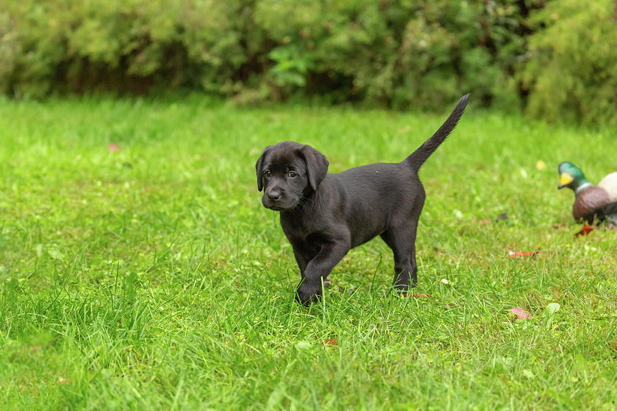 Black Labrador Retriever Puppy #9 Photograph by Linda Arndt
