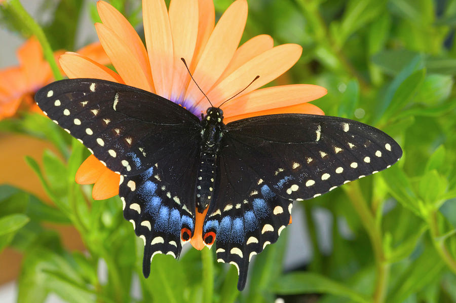 Black Swallowtail Butterfly, Papilio Photograph by Darrell Gulin - Fine ...