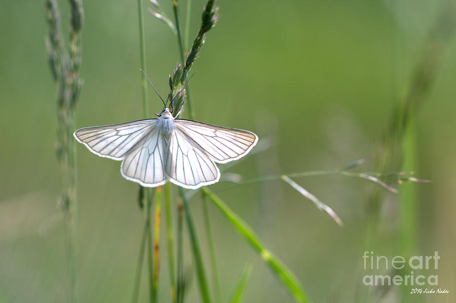 Black-veined Moth #9 Photograph by Jivko Nakev