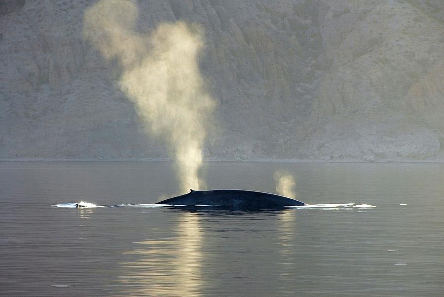 Nature Photograph - Blue Whale #9 by Christopher Swann/science Photo Library