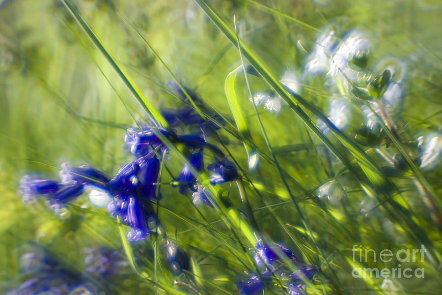 Bluebells Photograph - Bluebells by Angel Ciesniarska