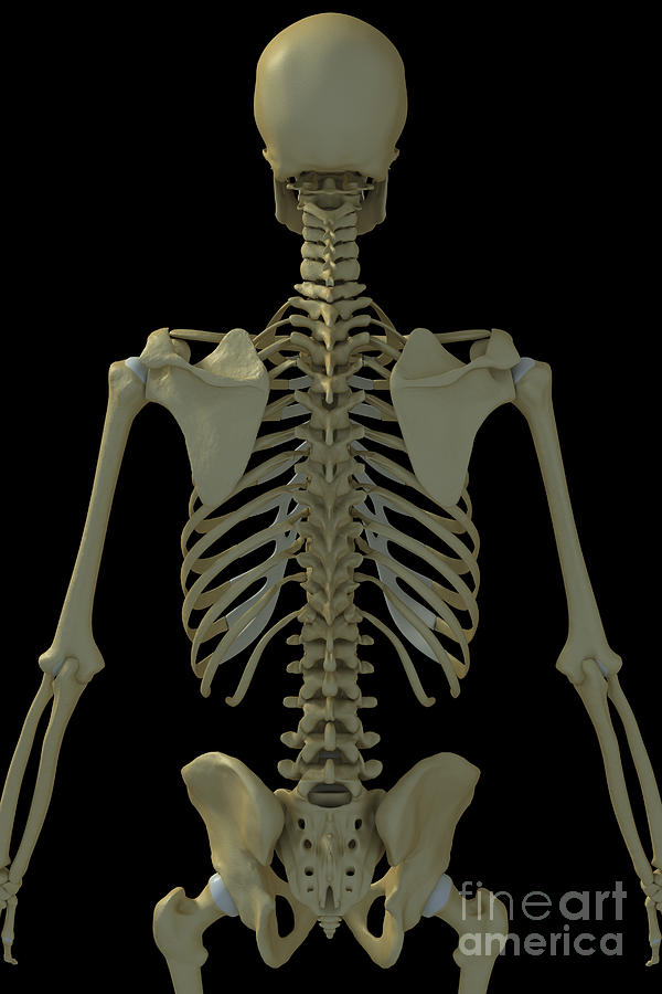 Bones Of The Upper Body Photograph by Science Picture Co - Fine Art America