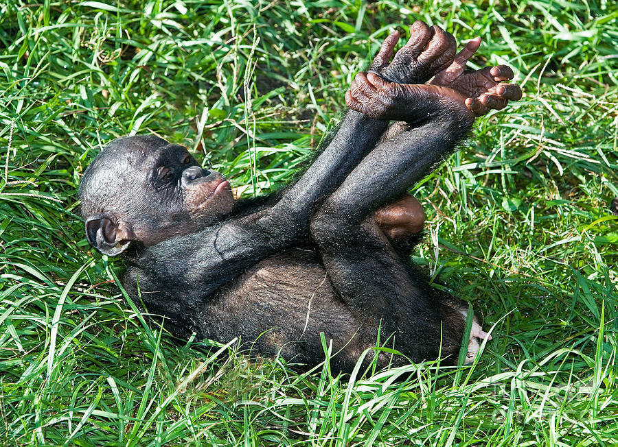 Nature Photograph - Bonobo Baby #15 by Millard H Sharp