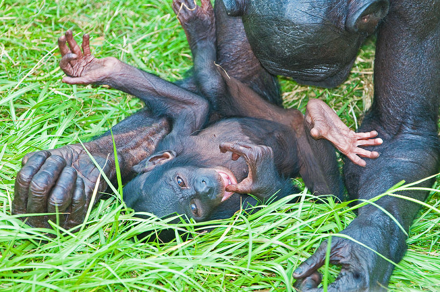 Bonobo Mother And Baby #9 Photograph by Millard H. Sharp