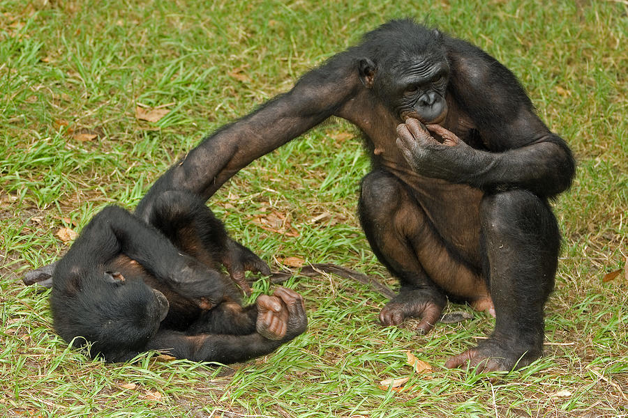 Bonobos #9 Photograph by Millard H. Sharp
