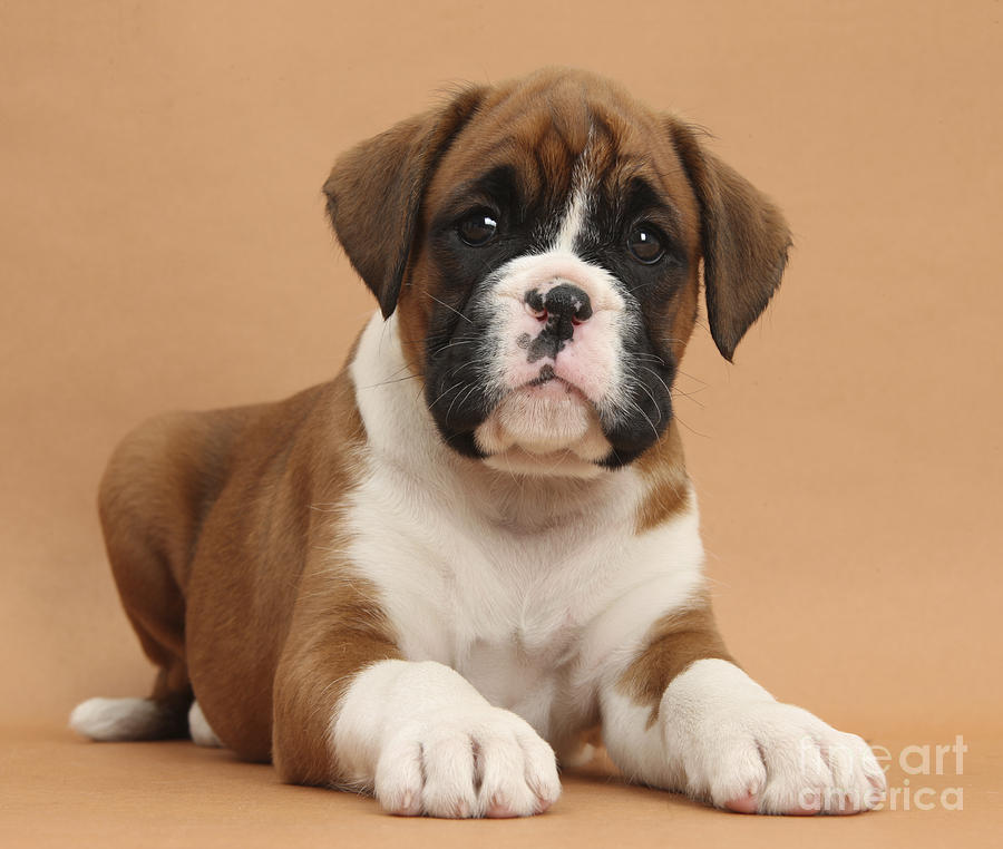Nature Photograph - Boxer Puppy #10 by Mark Taylor