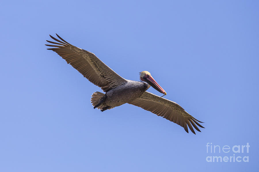 Pelican Photograph - Brown Pelican #9 by Twenty Two North Photography