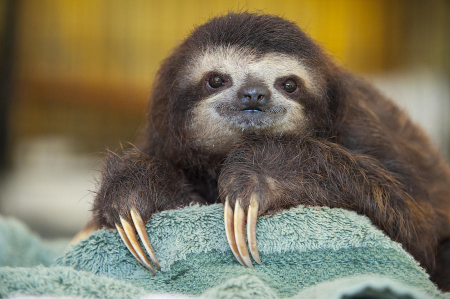 Brown-throated Three-toed Sloth #9 Photograph by Suzi  Eszterhas