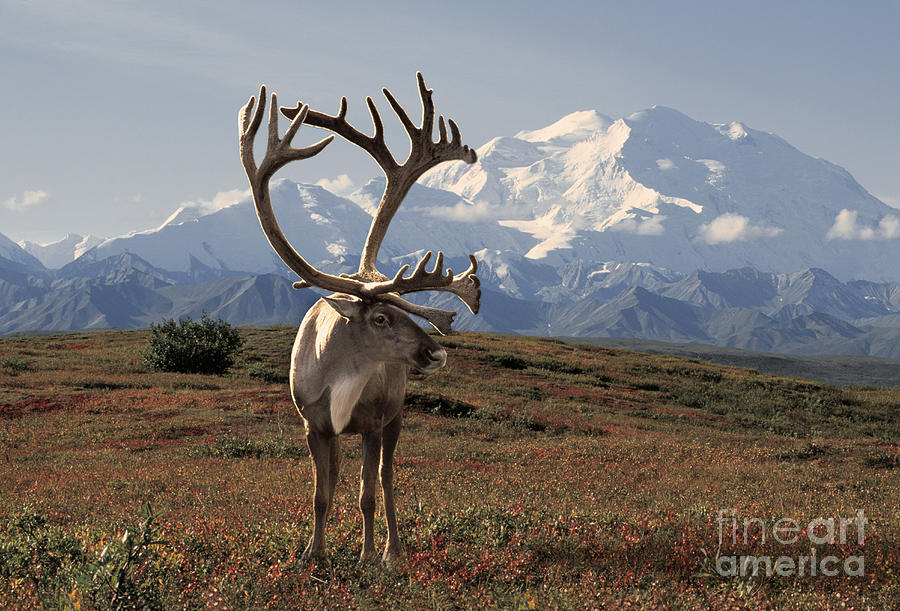 Bull Caribou #9 Photograph by Ron Sanford