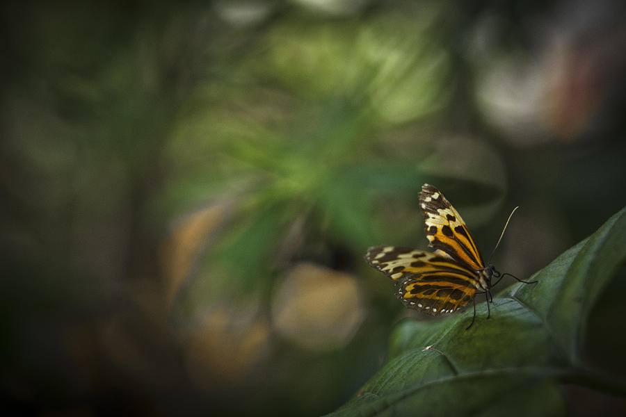 Butterfly Photograph - Butterfly #7 by Bradley R Youngberg