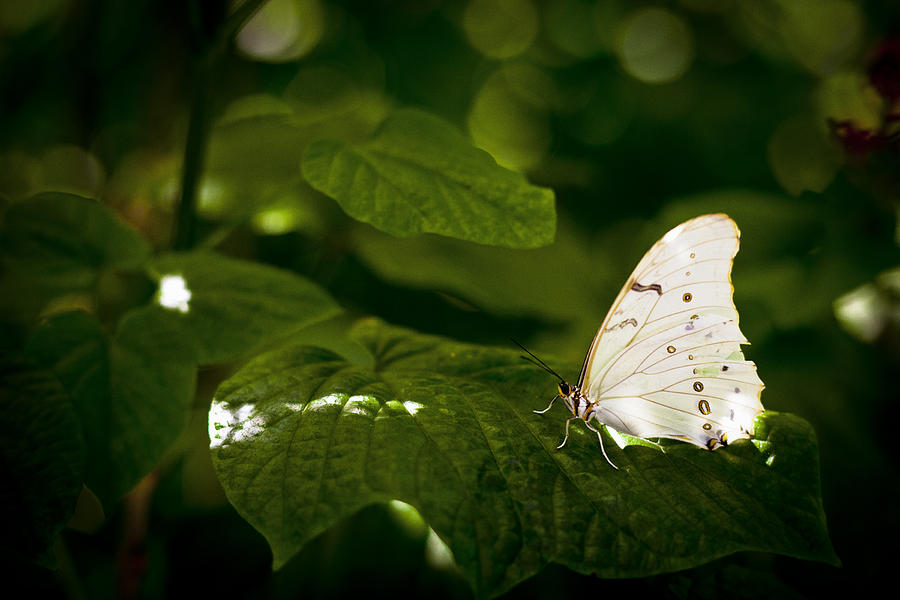 Butterfly #12 Photograph by Bradley R Youngberg