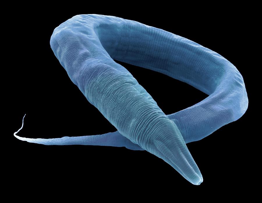 C. Elegans Worm #9 Photograph by Steve Gschmeissner