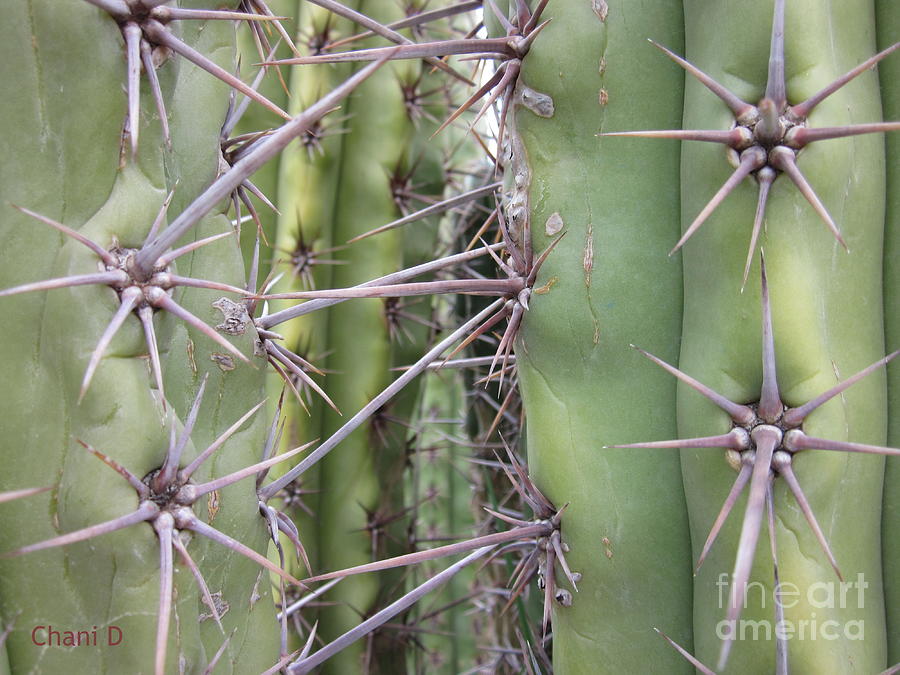 Cacti #18 Photograph by Chani Demuijlder