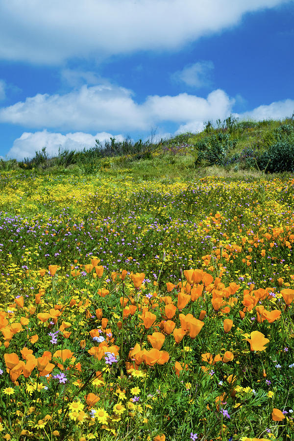 California Poppies Eschscholzia #9 Photograph by Panoramic Images