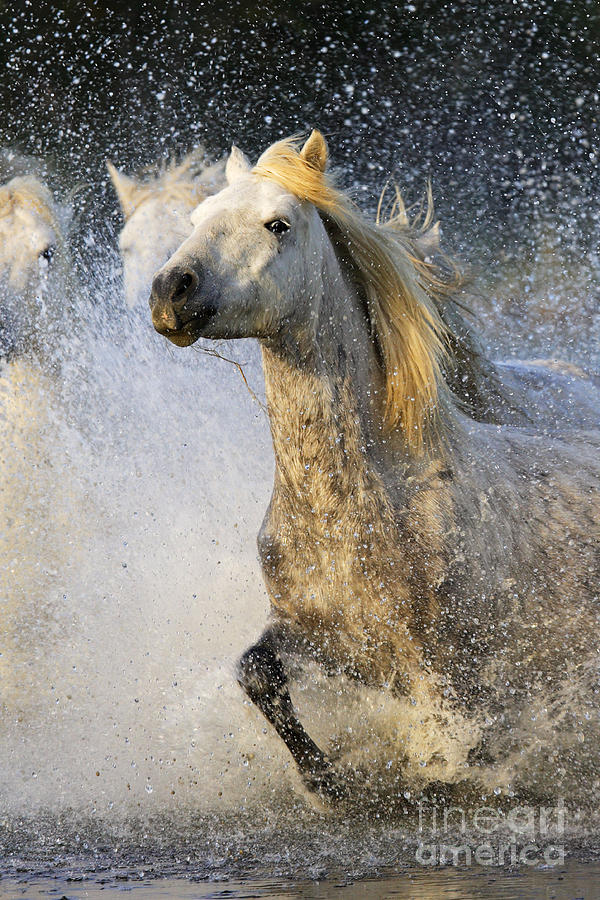 Camargue Horses #3 Photograph by M Watson