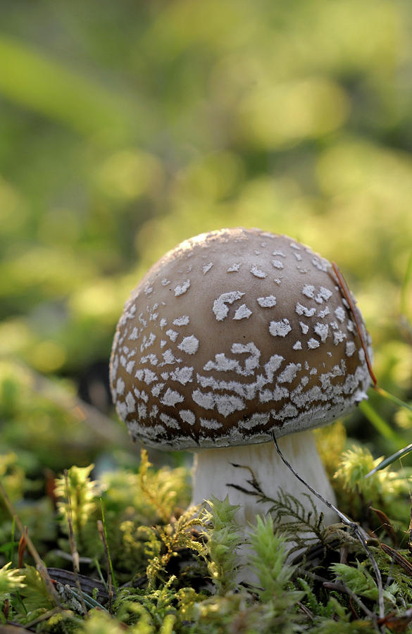 Mushroom Photograph - Canada, British Columbia, Vancouver #9 by Kevin Oke
